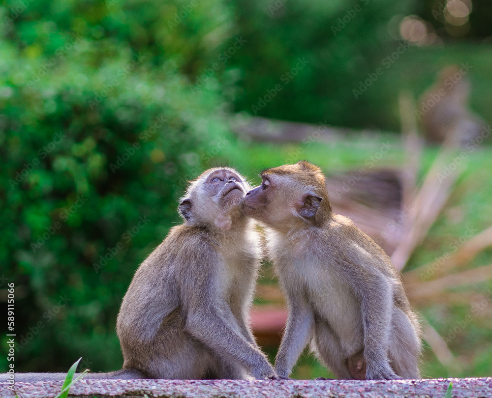 Monkey intimate relationship