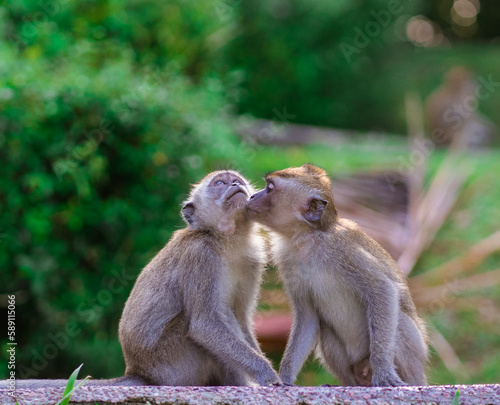 Monkey intimate relationship © Helvendry