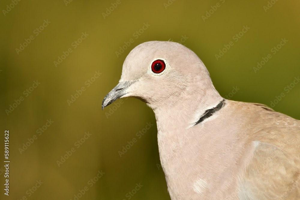 Fototapeta premium Macro profile view of a Eurasian collared dove before the green background