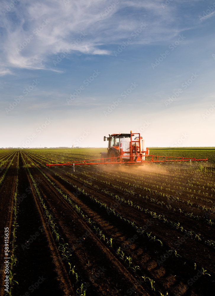 Tractor spraying corn field in sunset Tractor spraying corn field in sunset