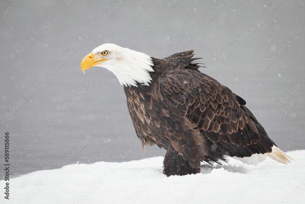 Obraz premium Bald Eagle standing on icy snow ground with blur background