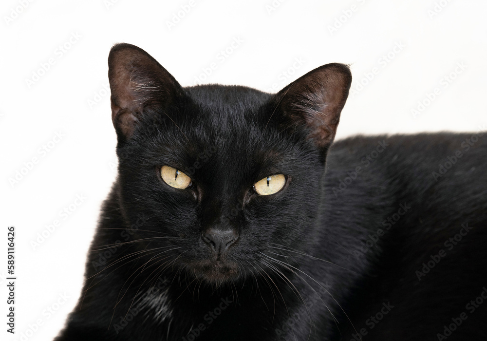 black cat with white background.