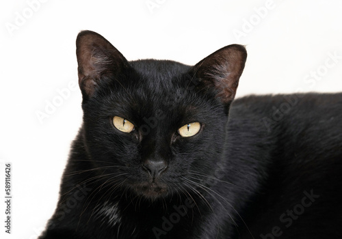 black cat with white background.
