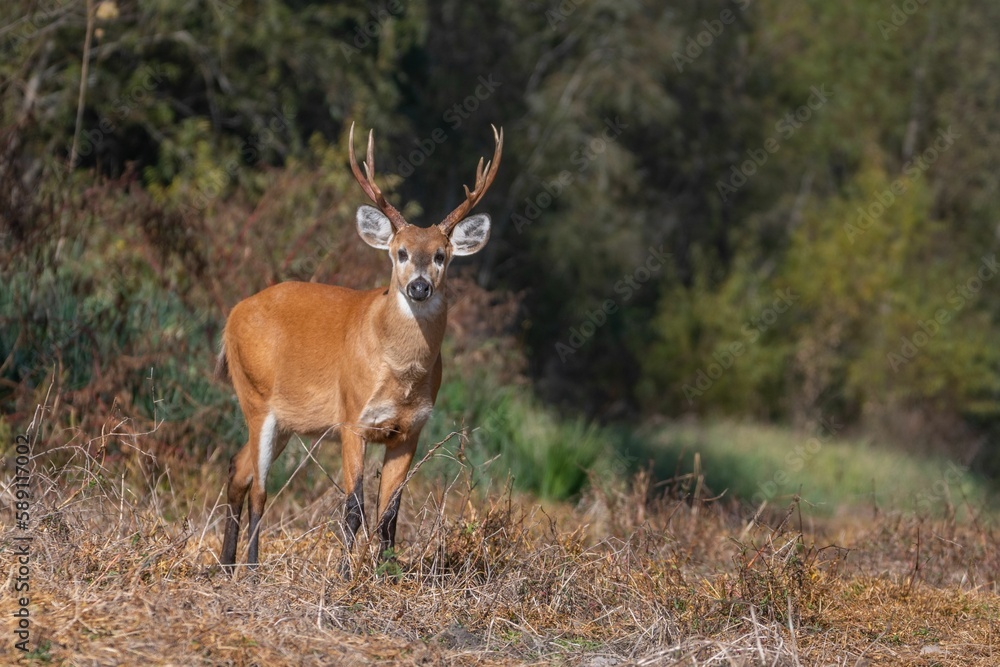 Selective of a young male marsh deer (Blastocerus dichotomus) Selective of a young male marsh deer (Blastocerus dichotomus)