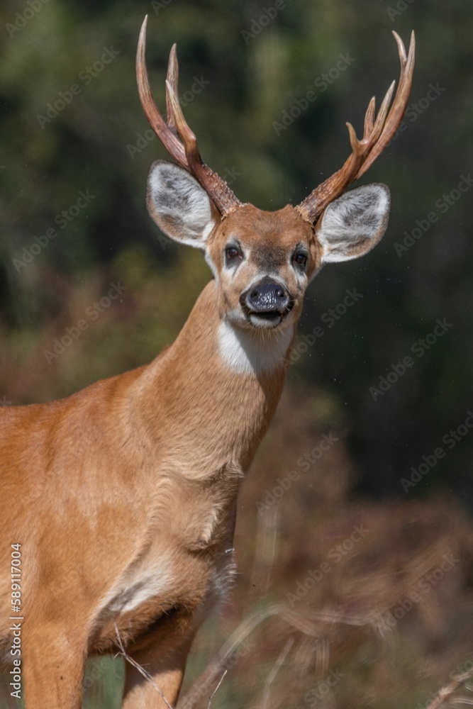 Fototapeta premium Selective of a young male marsh deer (Blastocerus dichotomus)