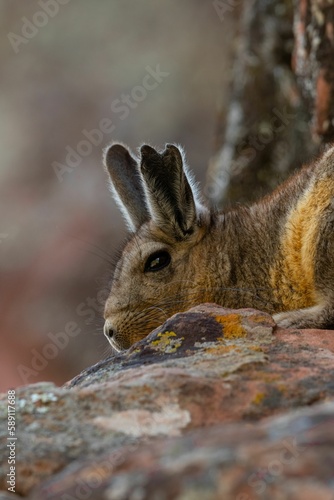 Closeup of a Wolffsohn's viscacha (Lagidium wolffsohni) on rocks photo