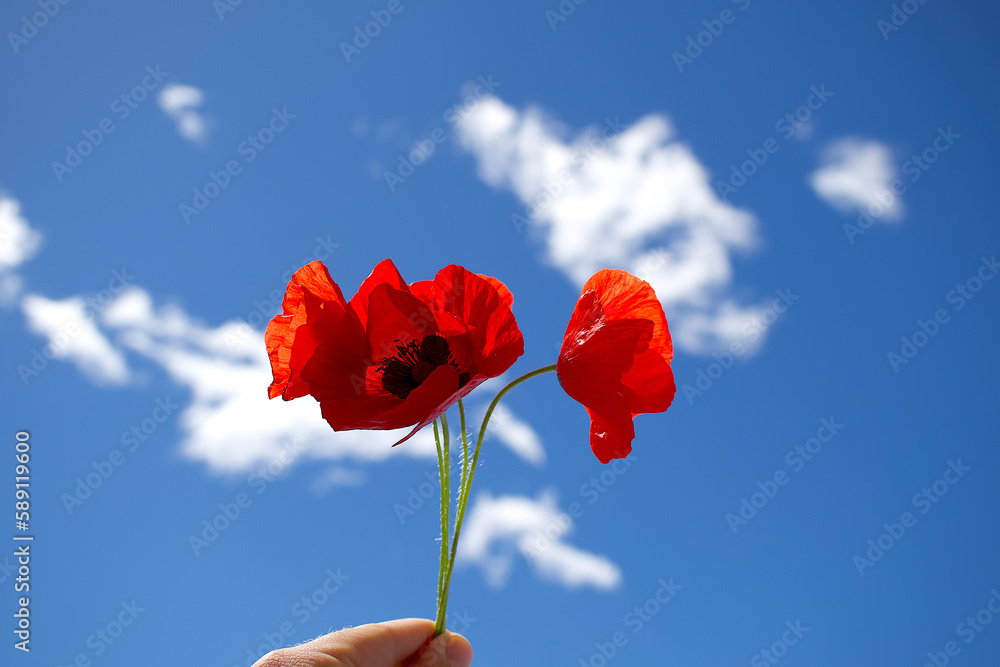 Obraz premium Hand holding 4 red poppy flowers with blue sky on the background