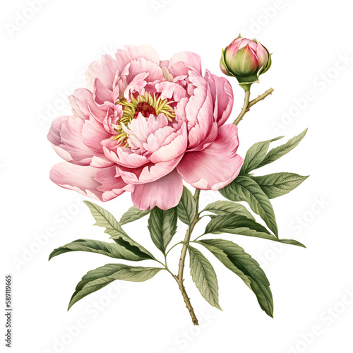 Vintage botany peony and green leaves on white background. Generated AI.