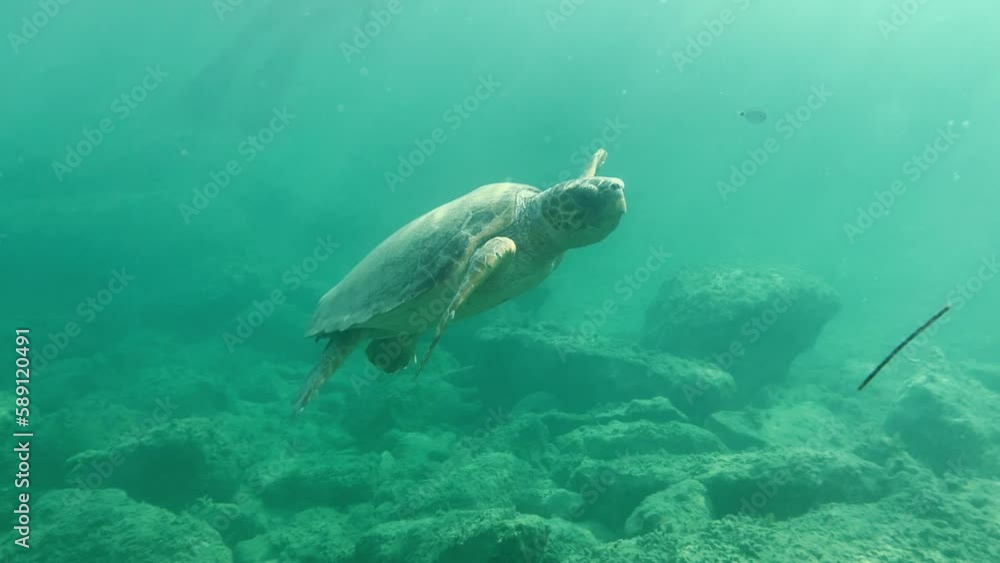 Beautiful shot of a sea turtle diving underwater Beautiful shot of a sea turtle diving underwater
