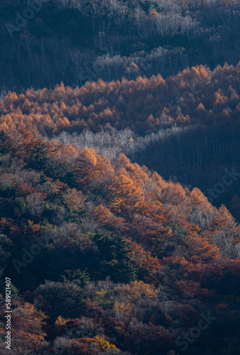 美しい紅葉するカラマツ