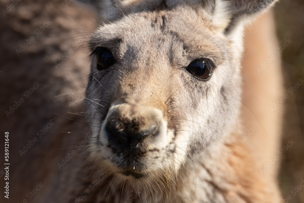 Fototapeta premium 可愛いカンガルー