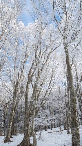 Wallpaper Mural 霧氷する森　愛知県 Torontodigital.ca