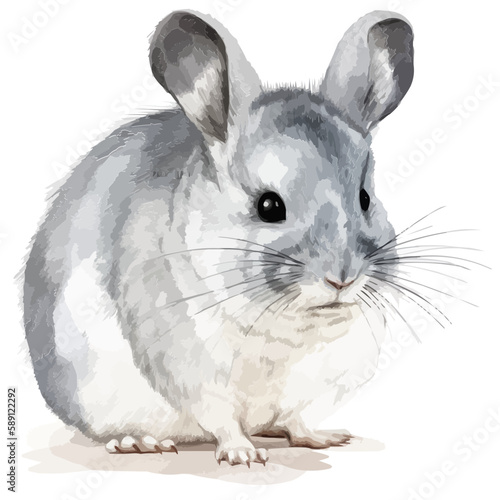 Chinchilla vector