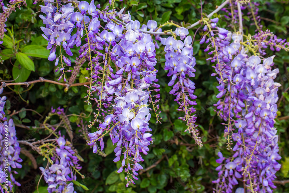Obraz premium Selective focus of purple flowers Wisteria sinensis or Blue rain, Chinese wisteria is species of flowering plant in the pea family, Its twisting stems and masses of scented flowers in hanging racemes.