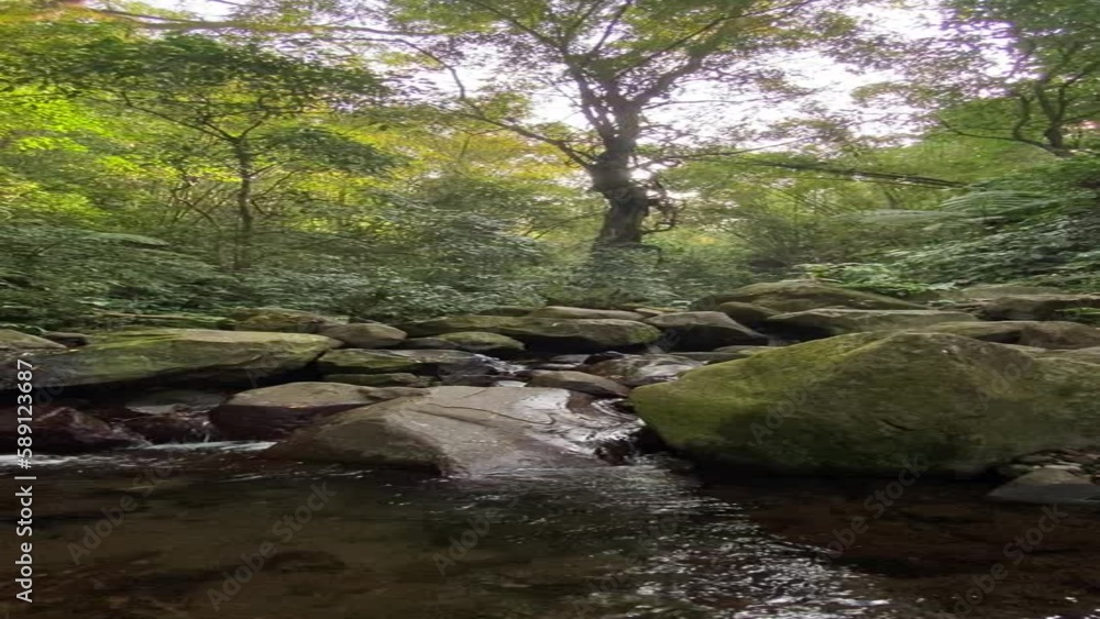 river in the forest vertical video river in the forest vertical video