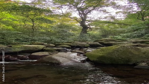 river in the forest vertical video