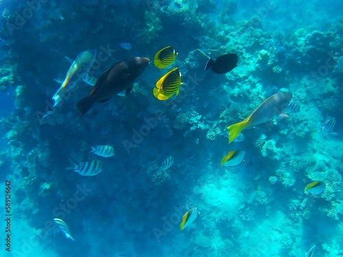 Tropical fish of the Red Sea, Sharm El Sheikh, Sinai peninsula, Africa