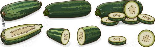 Set of Marrow Squash or vegetable marrow. Courgette or marrow. Summer squash. Cucurbita pepo. Cucurbitaceae. Fruits and vegetables. Cartoon style. Vector illustration isolated on white background.