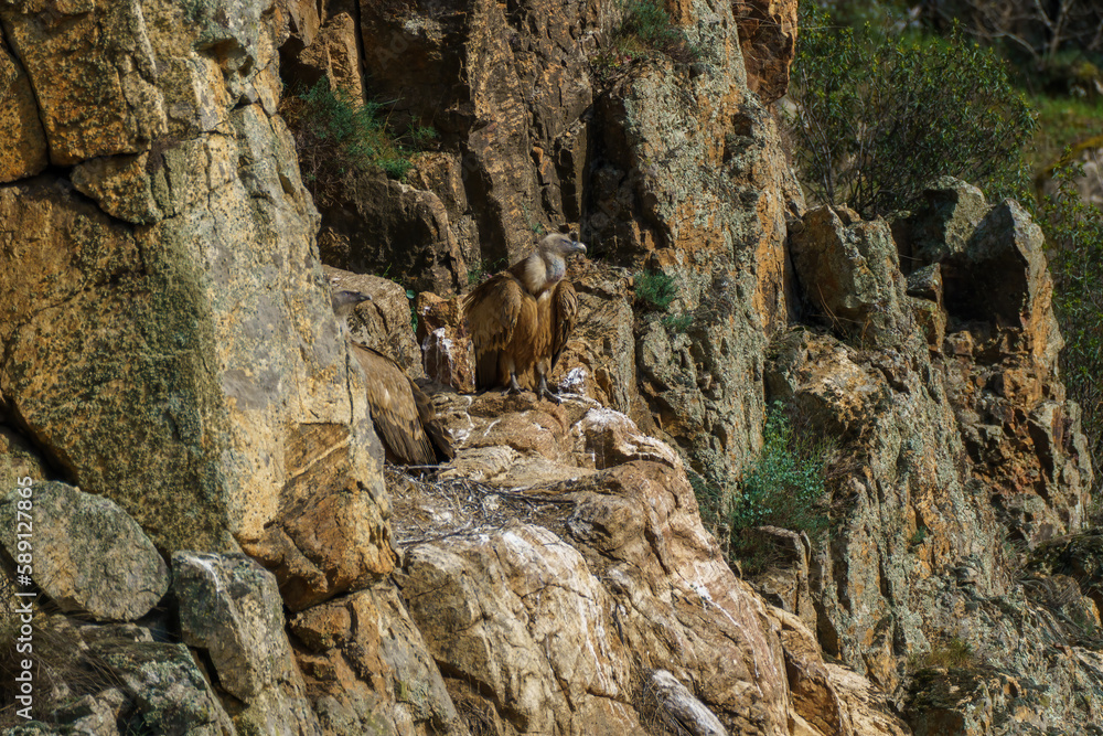 Griffon vultures' nest on granite rock against a backdrop of trees and green plants Griffon vultures' nest on granite rock against a backdrop of trees and green plants