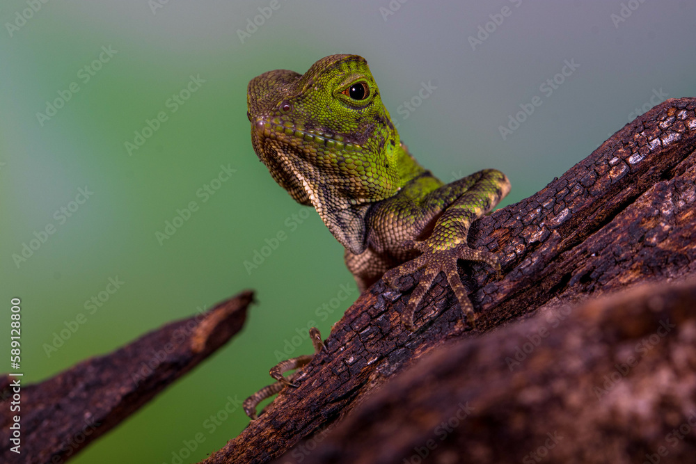 Fototapeta premium Borneo Forest Dragon (Gonocephalus bornensis)