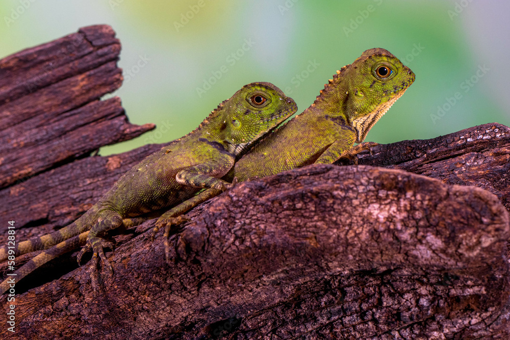 Fototapeta premium Borneo Forest Dragon (Gonocephalus bornensis)