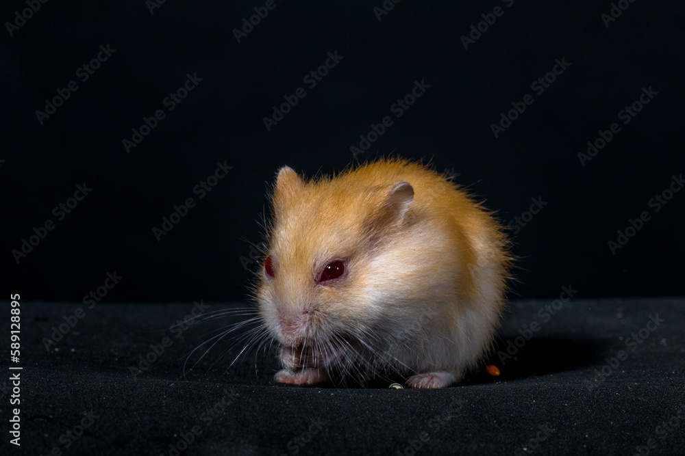 Hamsters are rodents (order Rodentia) belonging to the subfamily Cricetinae