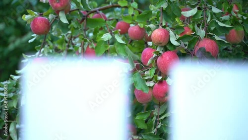 Generous harvest of red apples on the tree. A garden with fertile fruit trees and a ripe harvest. Smooth camera movement, moving foreground