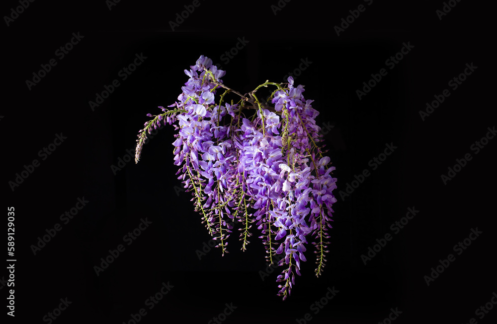 Wisteria sinensis flower isolated on black background