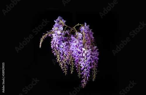 Obraz na płótnie Wisteria sinensis flower isolated on black background w salonie