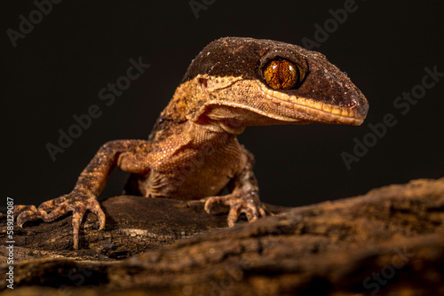 Bent-toed Geckos  Genus Cyrtodactylus 