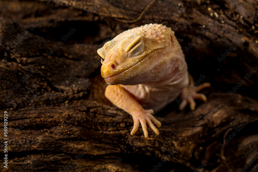 Obraz premium The leopard gecko or common leopard gecko (Eublepharis macularius)