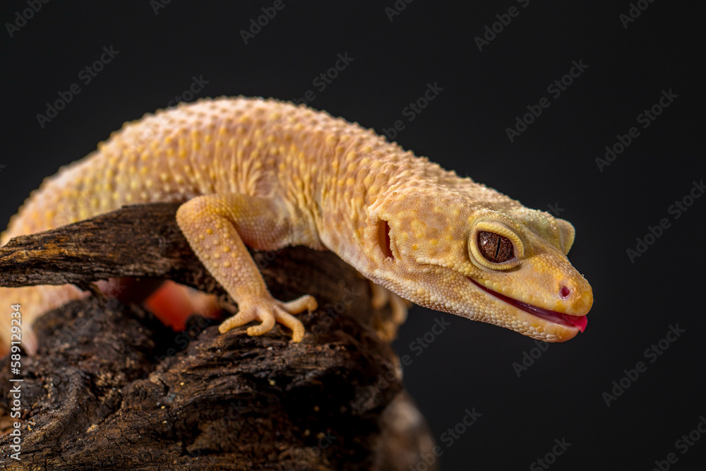 The leopard gecko or common leopard gecko (Eublepharis macularius)
