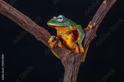 Wallace's flying frog (Rhacophorus nigropalmatus), also known as the gliding frog photo