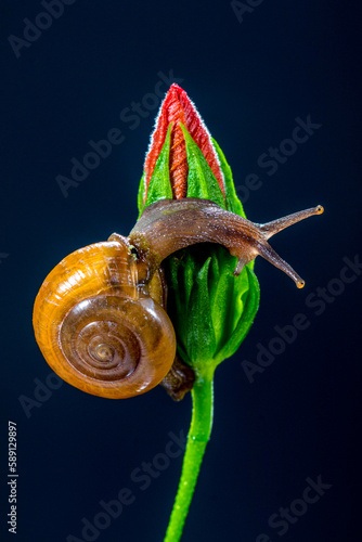 Polygyridae is a family of air-breathing land snails, terrestrial pulmonate gastropod mollusks in the superfamily Helicoidea photo