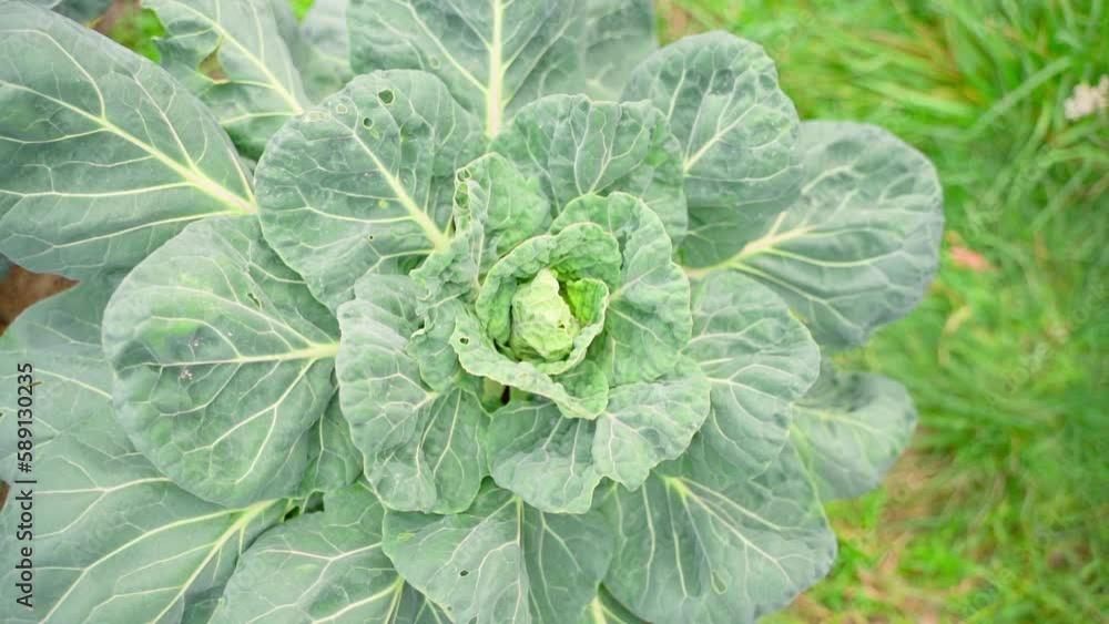 Large lush bush of Brussels sprouts with large green leaves, top view Large lush bush of Brussels sprouts with large green leaves, top view