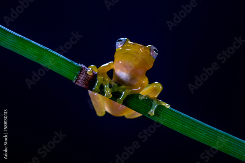 Philautus vittiger is a species of frog in the family Rhacophoridae. It is endemic to Indonesia photo