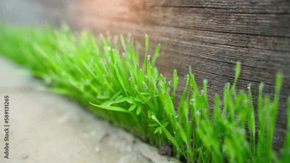 Green juicy grass sprouted from concrete close-up. Morning dew on the tips of germinated wheat. Wheat seeds scattered into the gap between the concrete and the wooden board Green juicy grass sprouted from concrete close-up. Morning dew on the tips of germinated wheat. Wheat seeds scattered into the gap between the concrete and the wooden board