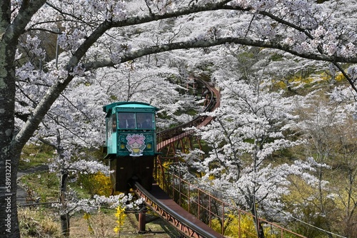 満開の桜とスロープカー