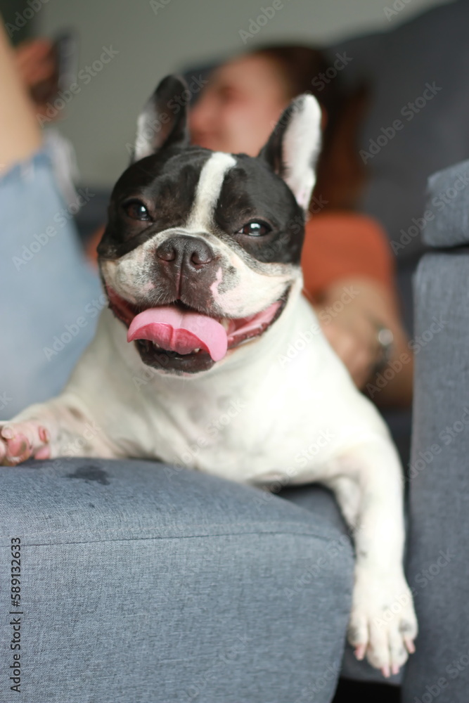 French Bulldogs make great dogs and companions at home.