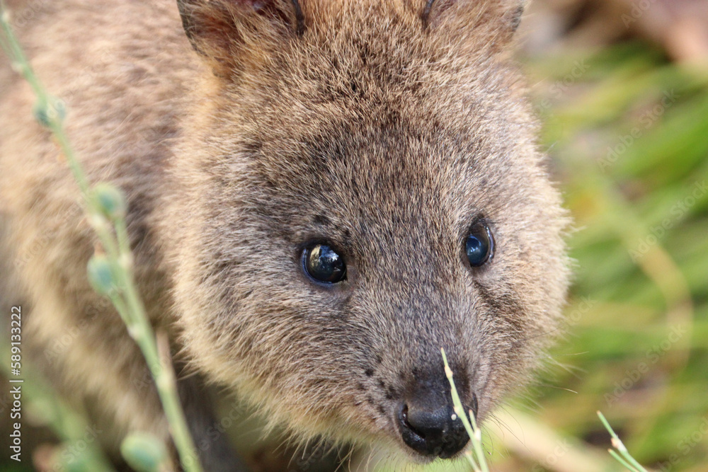 Naklejka premium quokka at rottnest island (australia)