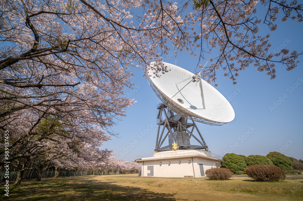 茨城県高萩市　桜満開のさくら宇宙公園