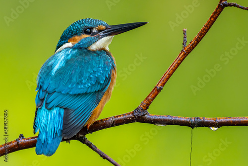 Cute kingfisher sitting on branch in nature photo