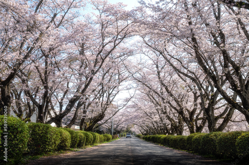 茨城県高萩市　桜満開のさくら宇宙公園