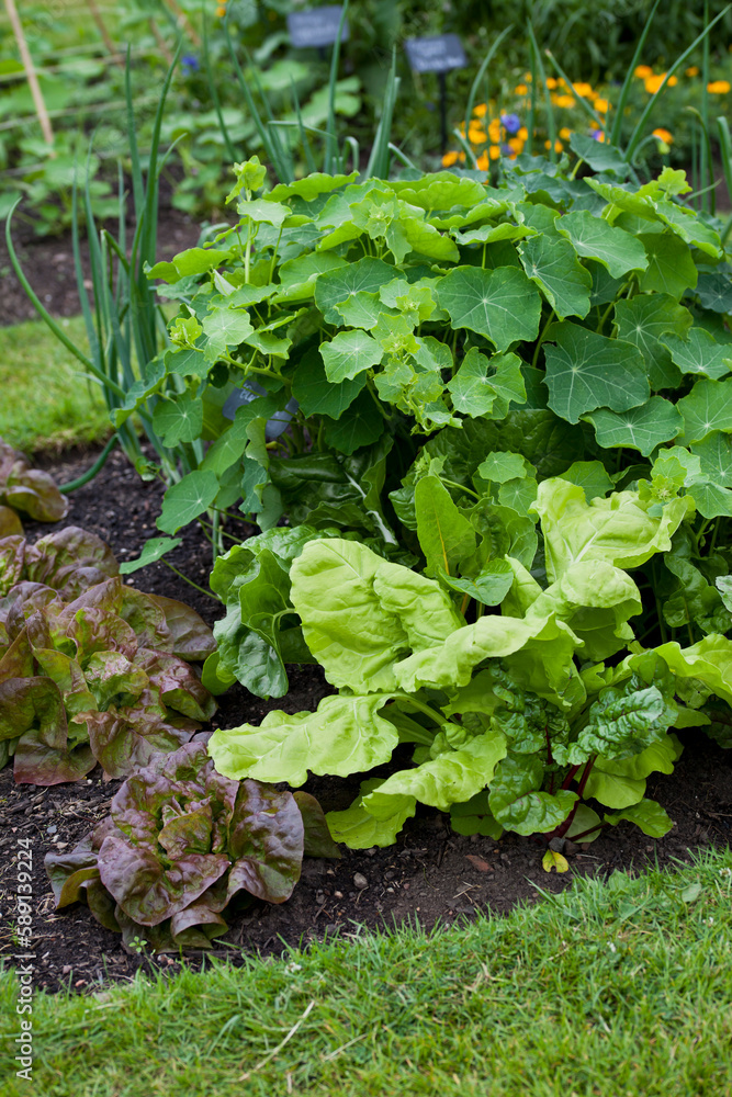 Vegetable garden with many edible plants -  salad leaves like lettuce, beet greens, spinach and broad beans.