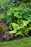 Vegetable garden with many edible plants -  salad leaves like lettuce, beet greens, spinach and broad beans.