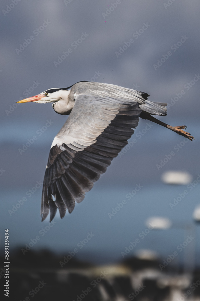 Obraz premium great blue heron in flight side profile