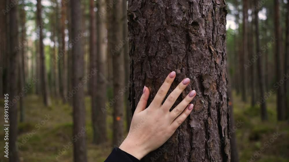 Female Hand Touching and Stroking Bark of Pine Tree in Forest. Hand