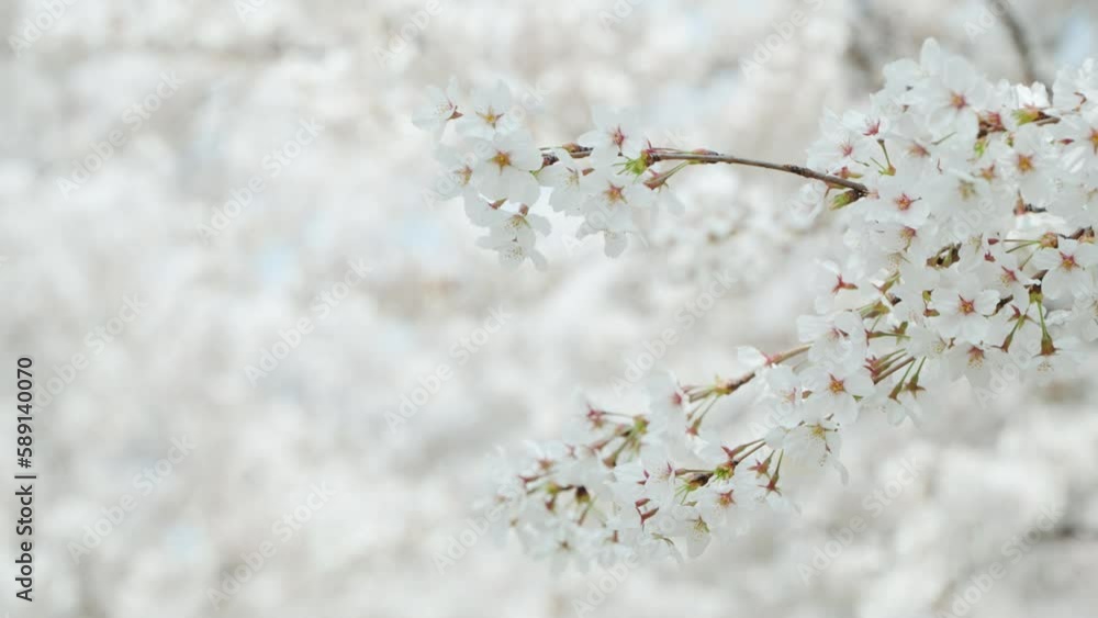 Cherry blossom swaying in a light breeze - focus shift from trees to one branch close-up Cherry blossom swaying in a light breeze - focus shift from trees to one branch close-up