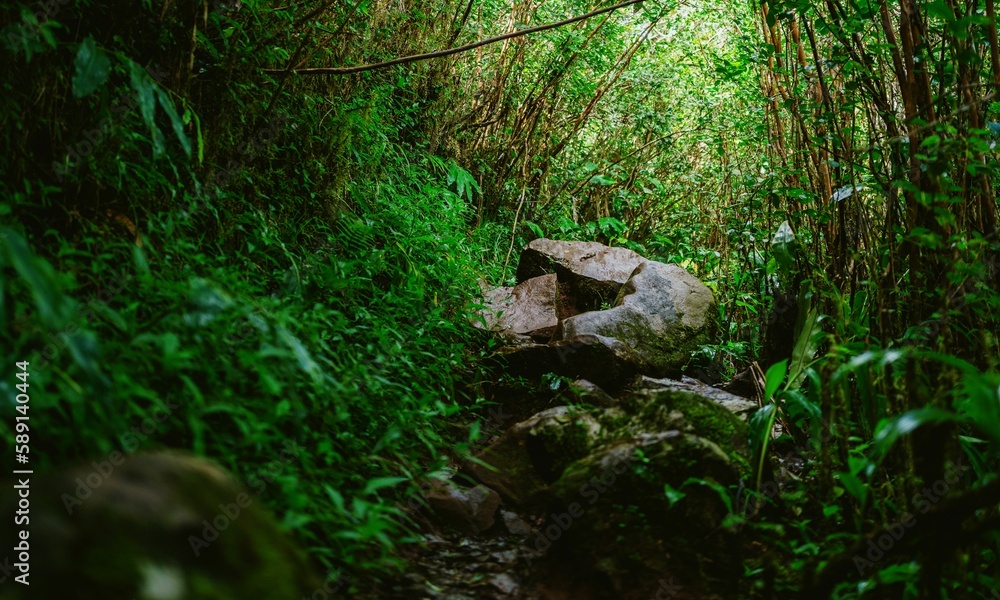 Beautiful view of a lovely forest with thick bushes and lush green trees under bright sunlight Beautiful view of a lovely forest with thick bushes and lush green trees under bright sunlight