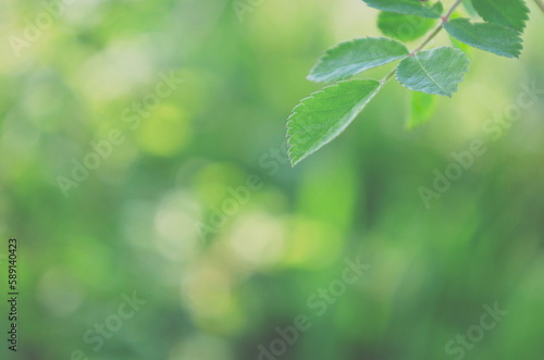 森の中で光を浴びて輝くノイバラの若葉 © Green Ice